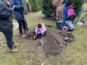 Eine Eiche für Ava – der lange Weg einer Eiche(l) aus dem Volkspark Friedrichshain bis zum Waldfriedhof in Schöneiche. Foto: Jürgen Bosenius
