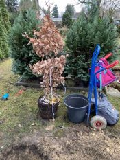 Eine Eiche für Ava – der lange Weg einer Eiche(l) aus dem Volkspark Friedrichshain bis zum Waldfriedhof in Schöneiche. Foto: Jürgen Bosenius