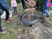 Eine Eiche für Ava – der lange Weg einer Eiche(l) aus dem Volkspark Friedrichshain bis zum Waldfriedhof in Schöneiche. Foto: Jürgen Bosenius